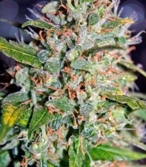 jack_herer.jpg jack_herer.jpg