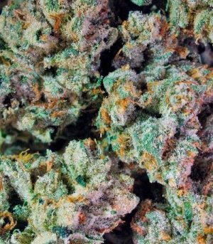 pure_kush.jpg pure_kush.jpg