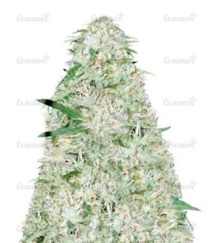 sort_Auto_Super_Mazar.jpg sort_Auto_Super_Mazar.jpg