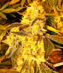 1593003656981.png 1593003656981.png