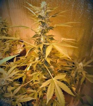 CBD_Auto_white_widow.jpg CBD_Auto_white_widow.jpg