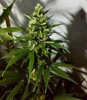 White_Cheese_Auto.jpg White_Cheese_Auto.jpg