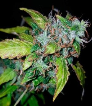 Lowryder_AutoFem.jpg Lowryder_AutoFem.jpg