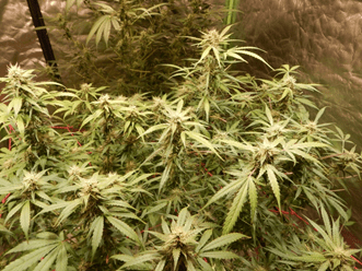 Gorilla Glue Auto от FastBuds