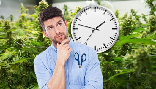 Выбор конопли для новичка