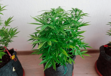 1597762305664.png 1597762305664.png