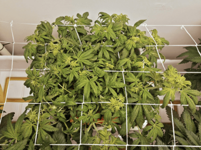 1598717954158.png 1598717954158.png