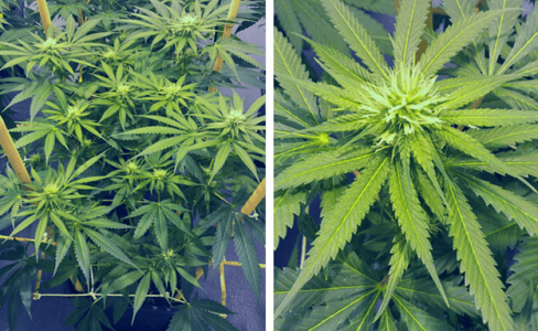 1600009801390.png 1600009801390.png