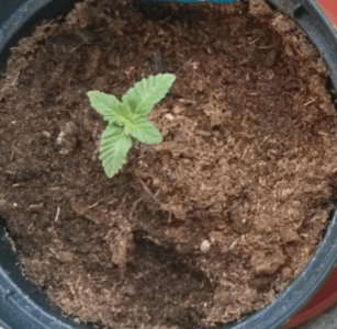 1601379872807.png 1601379872807.png