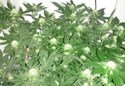 1601379907352.png 1601379907352.png