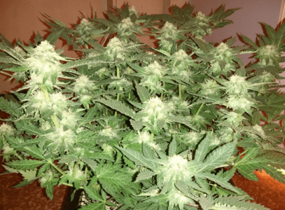 1601379918349.png 1601379918349.png