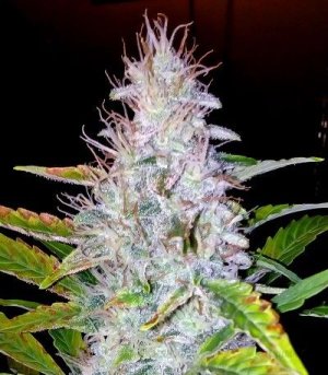 autoak.jpg autoak.jpg