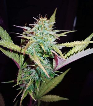 lemonak.jpg lemonak.jpg