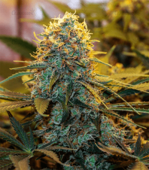 1602073485531.png 1602073485531.png