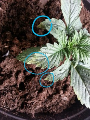 IMG_20220318_094013.jpg IMG_20220318_094013.jpg