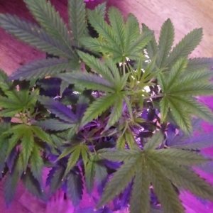 IMG_21032022_230138_(500_x_500_пиксель).jpg IMG_21032022_230138_(500_x_500_пиксель).jpg