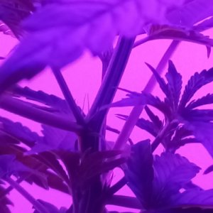 IMG_22032022_121758_(500_x_500_пиксель).jpg IMG_22032022_121758_(500_x_500_пиксель).jpg