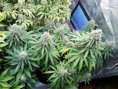 IMG_20220325_133948_611.jpg IMG_20220325_133948_611.jpg