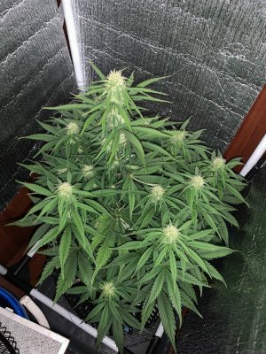 8762E17C-9587-4D52-A7AE-8E29364A0C46.jpeg 8762E17C-9587-4D52-A7AE-8E29364A0C46.jpeg