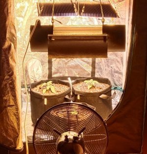 IMG_20220401_090350.jpg IMG_20220401_090350.jpg