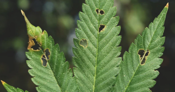 1648847434390.png 1648847434390.png