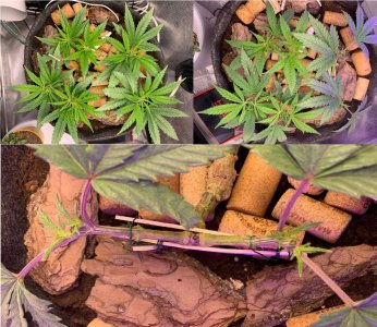 rez 07.03.jpg rez 07.03.jpg