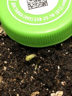 2024_11_01_22_04_IMG_0410 — копия.JPG