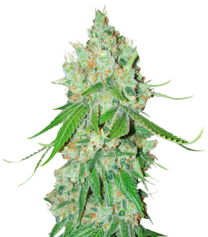 1730729365153.png 1730729365153.png