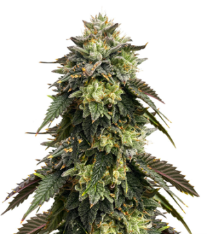 1731095578515.png 1731095578515.png