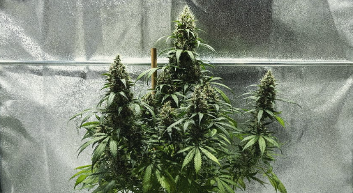 1731515958742.png 1731515958742.png