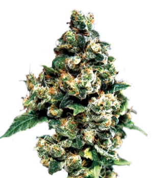 1731521797428.png 1731521797428.png