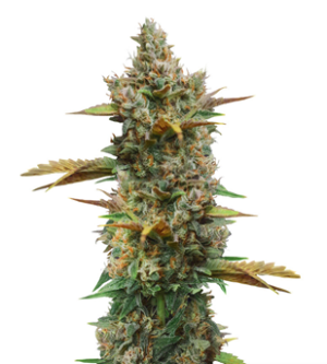 1732712083740.png 1732712083740.png