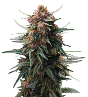 1732712091531.png 1732712091531.png