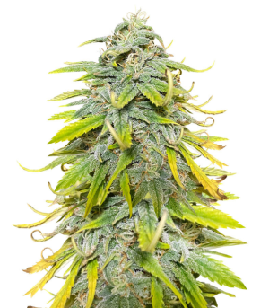 1732727897066.png 1732727897066.png