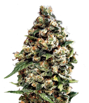 1732727922517.png 1732727922517.png