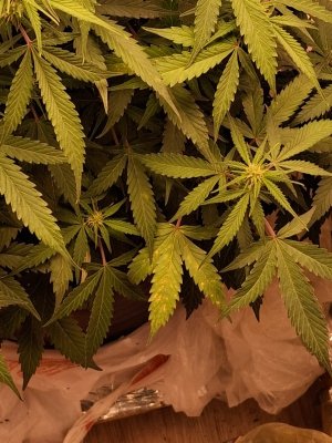 е WhatsApp 2024-11-27 в 19.57.09_aa44f1c1.jpg