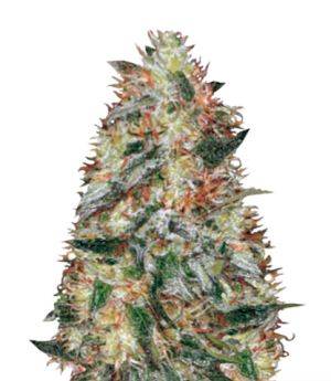 1733128869438.png 1733128869438.png