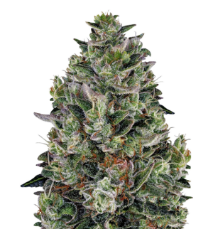 1733336320136.png 1733336320136.png