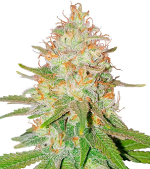 1733513290770.png 1733513290770.png