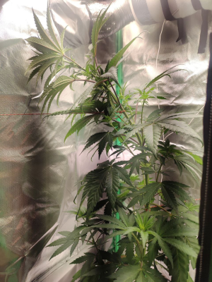 1733672327665.png 1733672327665.png