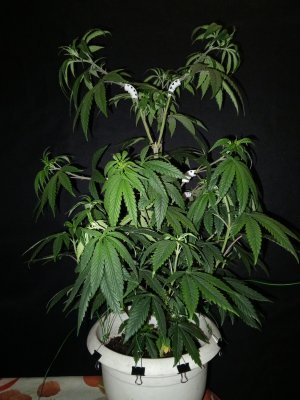 IMG_20241208_174745_547.jpg IMG_20241208_174745_547.jpg