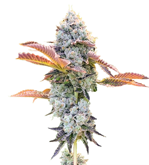 1733733402712.png 1733733402712.png