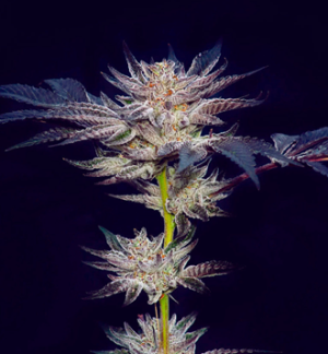 1733733407838.png 1733733407838.png