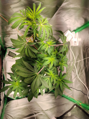 1733735892929.png 1733735892929.png