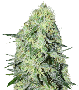 1733769061484.png 1733769061484.png