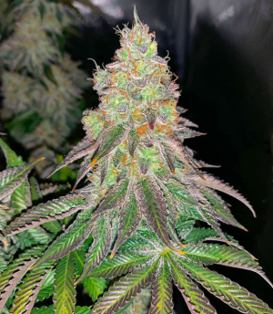 White Wedding RBX.png White Wedding RBX.png