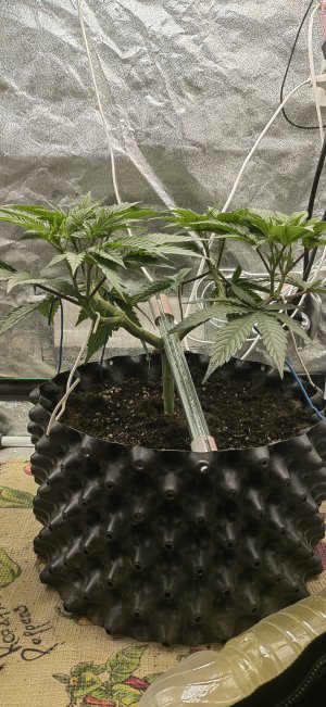 IMG_20241214_163540.jpg IMG_20241214_163540.jpg