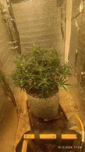 IMG_20241219_165746_384.jpg IMG_20241219_165746_384.jpg