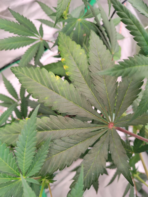 1734709948542.png 1734709948542.png