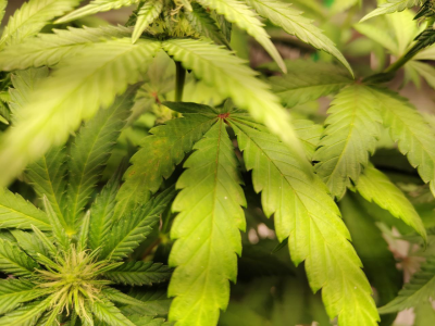 1734710006070.png 1734710006070.png